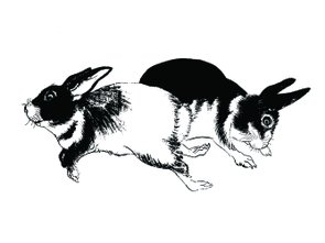 Placa Decorativa Gravura de Coelhos Placa Decorativa Gravura de Coelhos