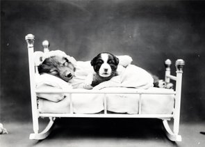 Placa Decorativa Cachorrinhos Soninho Placa Decorativa Cachorrinhos Soninho