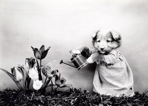 Placa Decorativa Cachorrinha Jardineira Placa Decorativa Cachorrinha Jardineira