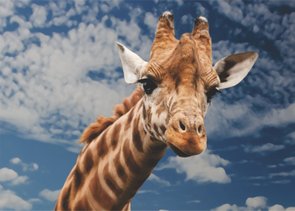 Placa Decorativa Girafa Placa Decorativa Girafa