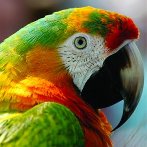 Placa Decorativa Arara Colorida Placa Decorativa Arara Colorida