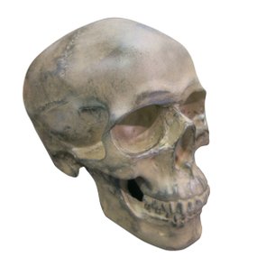 Caveira Décor de Resina Skull Head  - URBAN Caveira Décor de Resina Skull Head  - URBAN