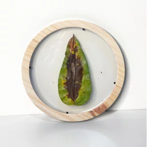 Moldura Redonda Sanduiche em Madeira de Pinus com Duplo PS Cristal Tranparente