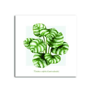 Placa Decorativa Calathea Orbifolia (Caête-Redondo) Placa Decorativa Calathea Orbifolia (Caête-Redondo)