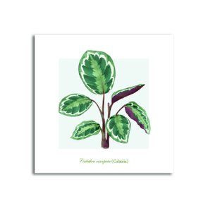 Placa Decorativa Calathea Roseopicta (Calatéia) Placa Decorativa Calathea Roseopicta (Calatéia)