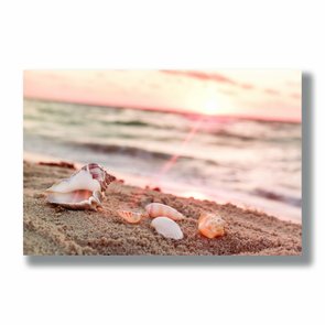 Placa Decorativa Coleção Mar Conchas Placa Decorativa Coleção Mar Conchas