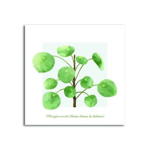 Placa Decorativa Pilea Peperomiodes (Planta Chinesa do Dinheiro) Placa Decorativa Pilea Peperomiodes (Planta Chinesa do Dinheiro)