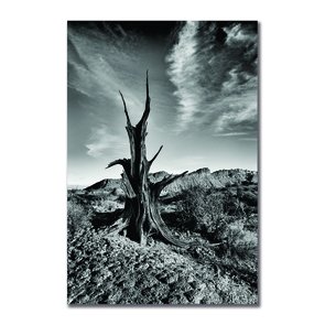 Placa Decorativa Preto e Branco Árvore Morta em Deserto Placa Decorativa Preto e Branco Árvore Morta em Deserto