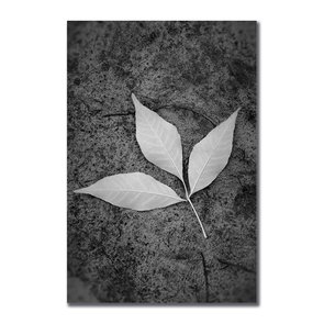 Placa Decorativa Preto e Branco Folha ao Chão Placa Decorativa Preto e Branco Folha ao Chão