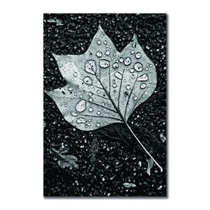 Placa Decorativa Preto e Branco Folha de Outono com Gotas Placa Decorativa Preto e Branco Folha de Outono com Gotas