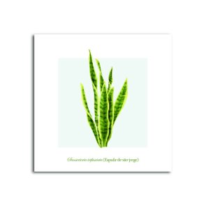 Placa Decorativa Sanserieria Trifasciata (Espada-de-são-jorge) Placa Decorativa Sanserieria Trifasciata (Espada-de-são-jorge)