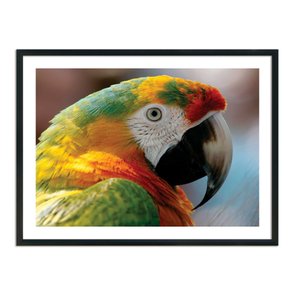 Quadro Decorarivo Arara Quadro Decorarivo Arara