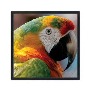 Quadro Decorativo Arara Colorida Quadro Decorativo Arara Colorida