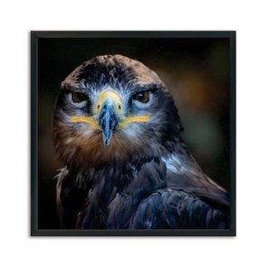 Quadro Decorativo Ave De Rapina Quadro Decorativo Ave De Rapina