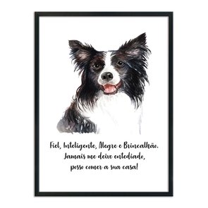 Quadro Decorativo Cachorro Border Collie Características da Raça Quadro Decorativo Cachorro Border Collie Características da Raça
