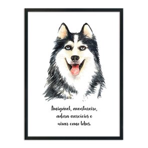 Quadro Decorativo Cachorro Husky Siberiado Características da Raça Quadro Decorativo Cachorro Husky Siberiado Características da Raça