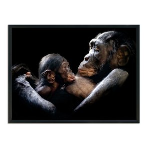 Quadro Decorativo Chimpanzés Quadro Decorativo Chimpanzés