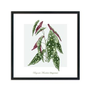 Quadro Decorativo de Folhagem Begonias Quadro Decorativo de Folhagem Begonias