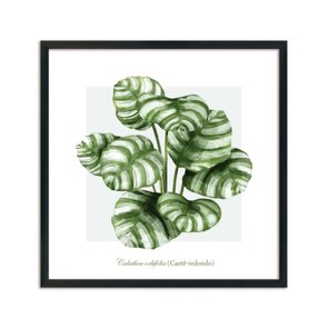 Quadro Decorativo de Folhagem Caetê-Redondo Q3169_1 Quadro Decorativo de Folhagem Caetê-Redondo Q3169_1