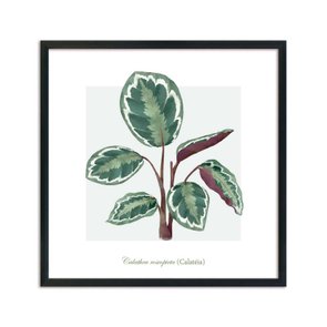 Quadro Decorativo de Folhagem Calatéa Q3175_1 Quadro Decorativo de Folhagem Calatéa Q3175_1