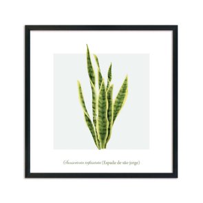 Quadro Decorativo de Folhagem Espada-de-são-jorge Q3170_1 Quadro Decorativo de Folhagem Espada-de-são-jorge Q3170_1