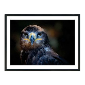 Quadro Decorativo Falcão Quadro Decorativo Falcão