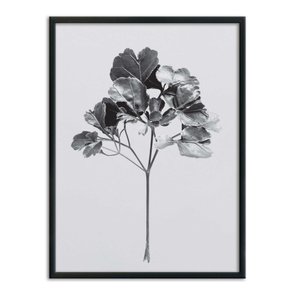 Quadro Decorativo Papel de Parede Folhagem Natureza Quadro Decorativo Papel de Parede Folhagem Natureza