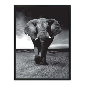Quadro Decorativo Preto e Branco Elefante Caminhando Quadro Decorativo Preto e Branco Elefante Caminhando