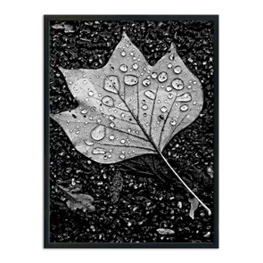 Quadro Decorativo Preto e Branco Folha de Outono com Gotas Quadro Decorativo Preto e Branco Folha de Outono com Gotas