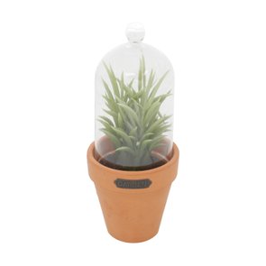 Vaso com Redoma Succulent Plant Redgum - URBAN