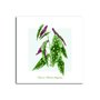 Placa Decorativa Begonia Maculata (Begonias)