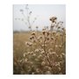 Placa Decorativa Natureza Minimalista Plantas Secas