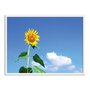 Quadro Decorativo Girassol