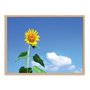 Quadro Decorativo Girassol