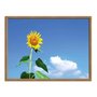 Quadro Decorativo Girassol