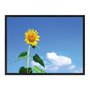 Quadro Decorativo Girassol