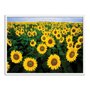 Quadro Decorativo Plantação de Girassóis