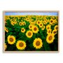 Quadro Decorativo Plantação de Girassóis