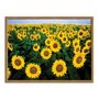 Quadro Decorativo Plantação de Girassóis