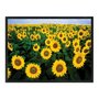 Quadro Decorativo Plantação de Girassóis