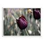 Quadro Decorativo Tulipa Roxa