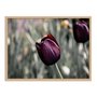Quadro Decorativo Tulipa Roxa