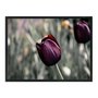 Quadro Decorativo Tulipa Roxa
