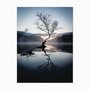 Quadro em Tela Canvas Árvore Seca Sob Névoa
