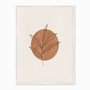 Quadro em Tela Canvas Folha com Círculo Marrom