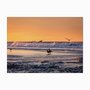 Quadro em Tela Canvas Pássaros a Beira Mar