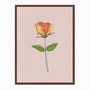 Quadro em Tela Canvas Silhueta Flor Colorida com Fundo Rosa