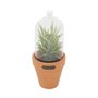 Vaso com Redoma Succulent Plant Redgum - URBAN